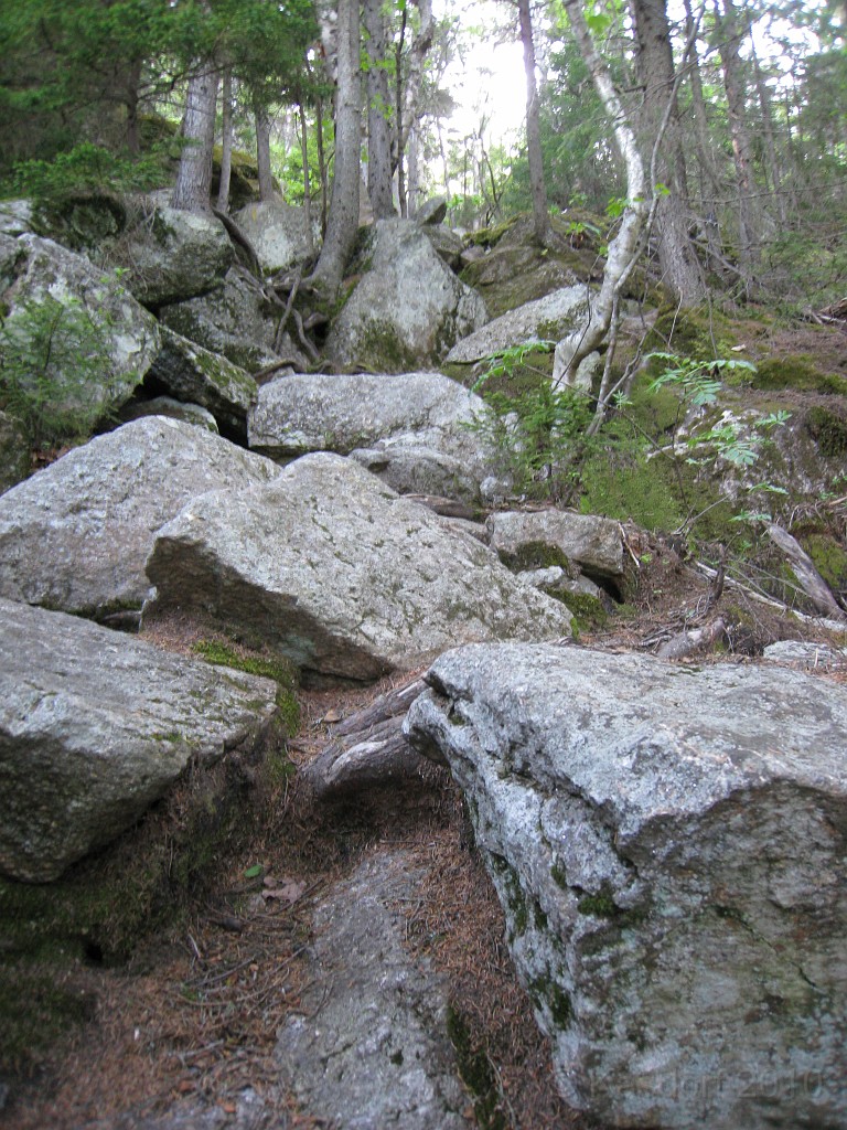 Mt Cardigan NH 2010 0150.jpg - This IS the path.....